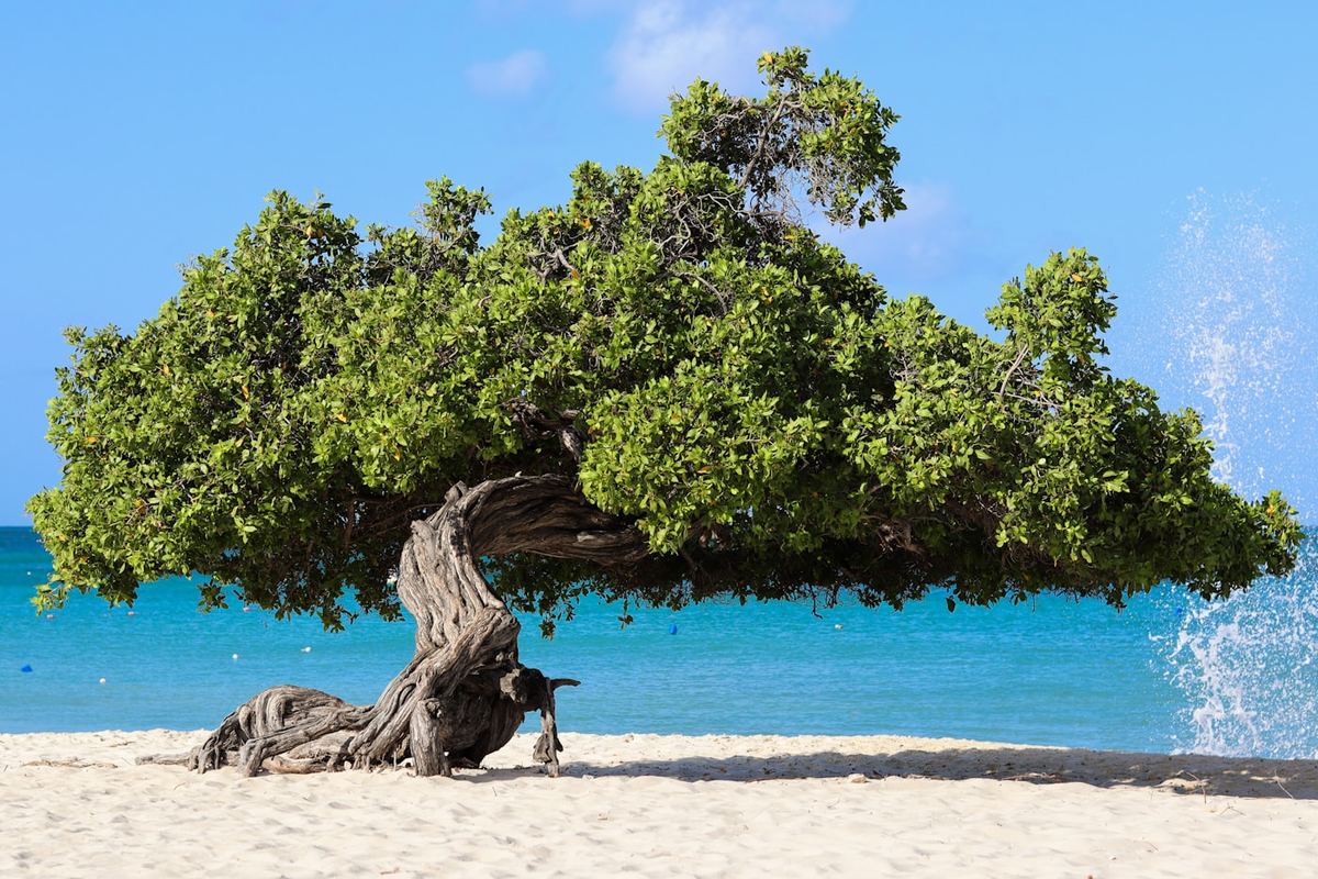 Aruba - the divi divi trees, permanently bent southwest by the trade winds
