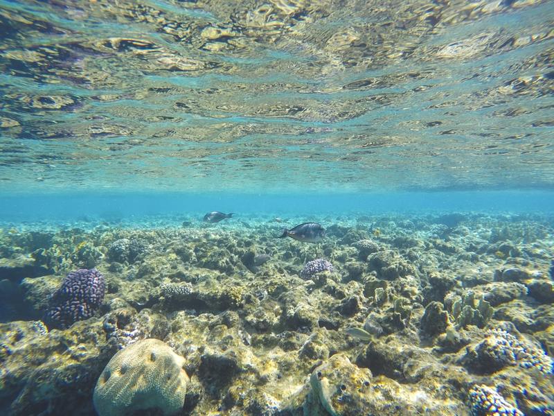 Snorkelling over a shallow coral reef in clear water